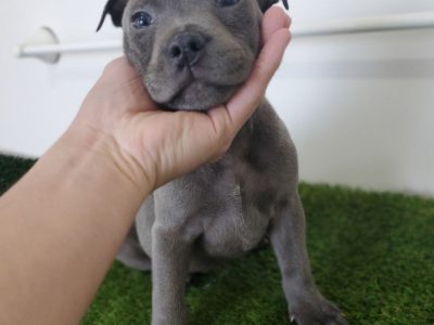 Staffordshire Bull Terrier – Koo Wee Rup