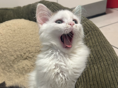 Domestic Short Hair (DSH) – Altona