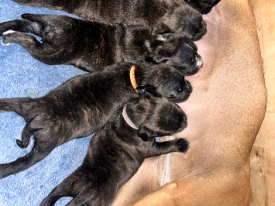 Staffordshire Bull Terrier – Joyner