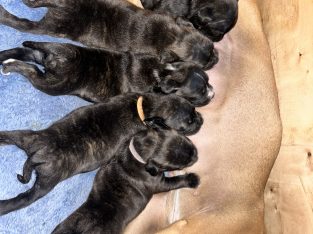 Staffordshire Bull Terrier – Joyner