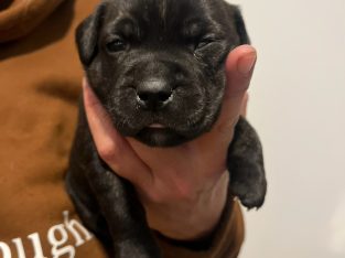 Staffordshire Bull Terrier – Joyner