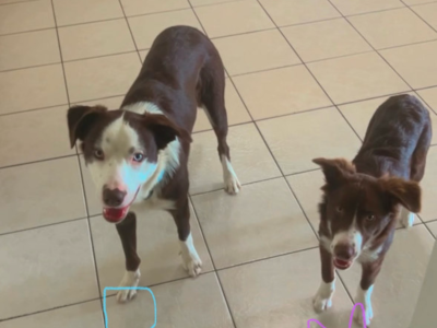 Border Collie – Deception Bay