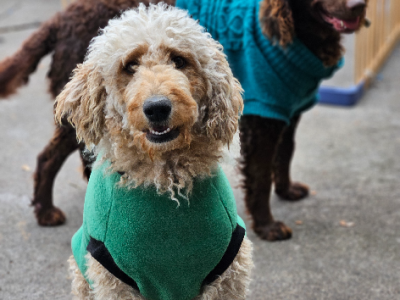 Labradoodle – Bell Park