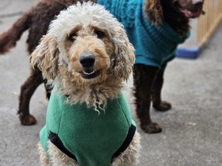 Labradoodle – Bell Park