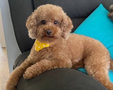Cavoodle – Emu Plains