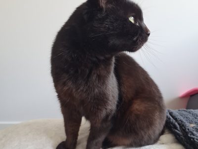 Domestic Short Hair (DSH) – Wallan