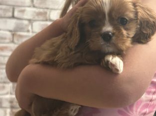 Cavalier King Charles Spaniel – Toowoomba
