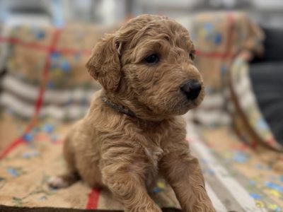 Groodle – Cooranbong