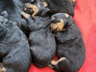 Rottweiler – Bolton Point