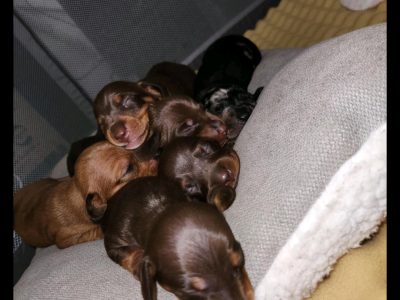 Dachshund – Kallangur