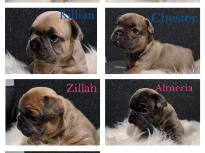 French Bulldog – Toowoomba