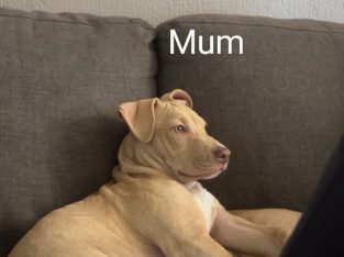 American Staffordshire Bull Terrier – Broadmeadows