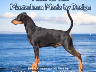 German Pinscher – Fernvale