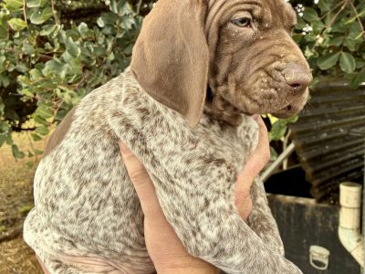 German Shorthaired Pointer – Kurrajong