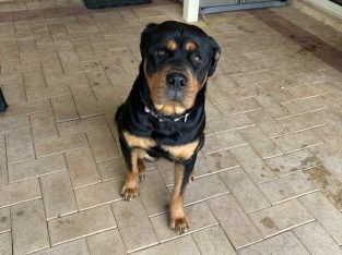 Rottweiler – Warnbro