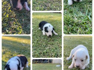 Border Collie – Widgee