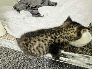 Domestic Short Hair – West Gladstone