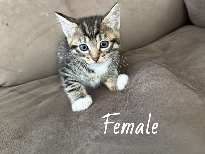 Domestic Short Hair (DSH) – Wellard