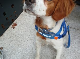 Brittany – Melbourne