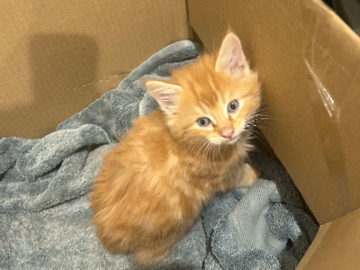 Domestic Long Hair (DLH) – Homebush