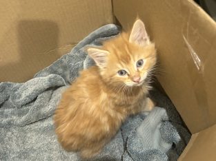 Domestic Long Hair (DLH) – Homebush