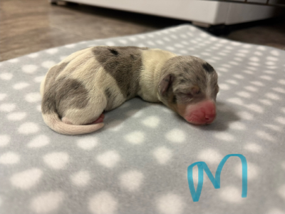 Dachshund – Goondiwindi