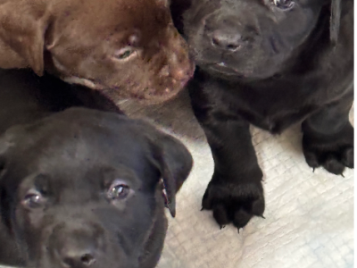 Labrador Retriever – Morphett Vale