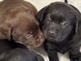 Labrador Retriever – Morphett Vale