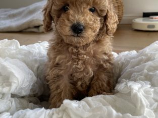 Toy Poodle – Lyndhurst