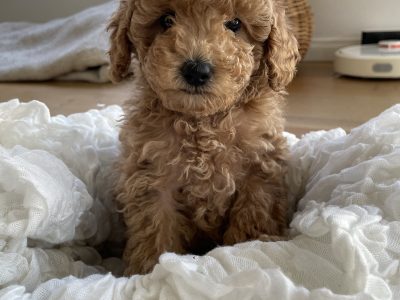 Toy Poodle – Lyndhurst