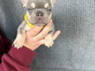 French Bulldog – Minto