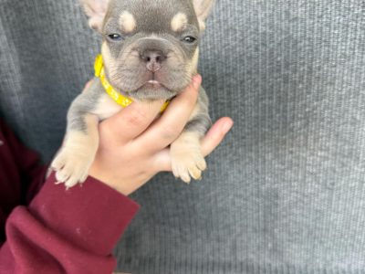 French Bulldog – Minto