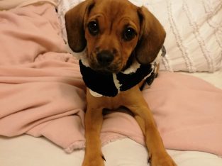 Other Dogs – Hinchinbrook