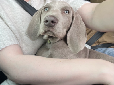 Weimaraner – Tarneit