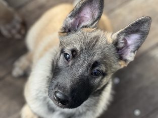 Belgian Malinois – Tarneit