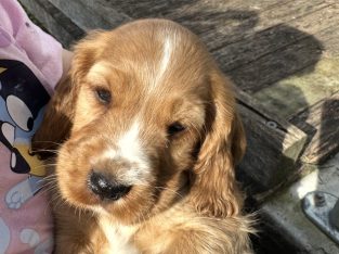 Cocker Spaniel – Nambucca Heads