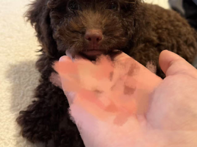 Poodle Mini – West End