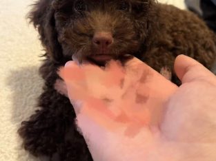 Poodle Mini – West End