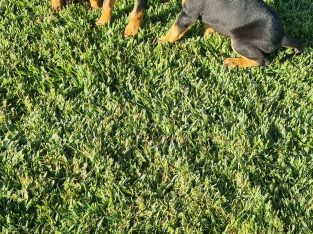 Dobermann – Tuncurry