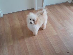 Toy Poodle – Wyee Point