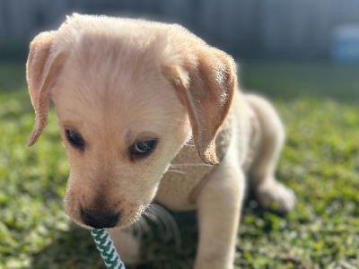 Labrador Retriever – Spring Farm