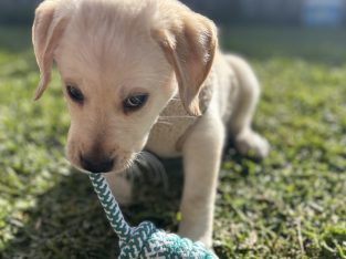 Labrador Retriever – Spring Farm