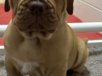 Dogue De Bordeaux – Morisset