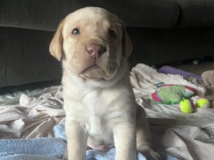Labrador Retriever – Cockatoo