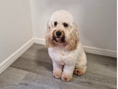 Spoodle – Cedar Vale