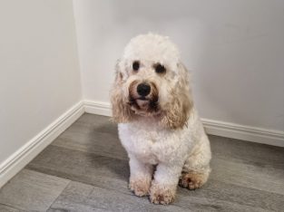 Spoodle – Cedar Vale