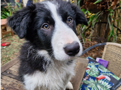 Border Collie – Yea