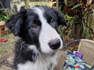 Border Collie – Yea