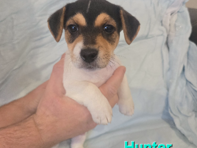 Jack Russell – Craigieburn