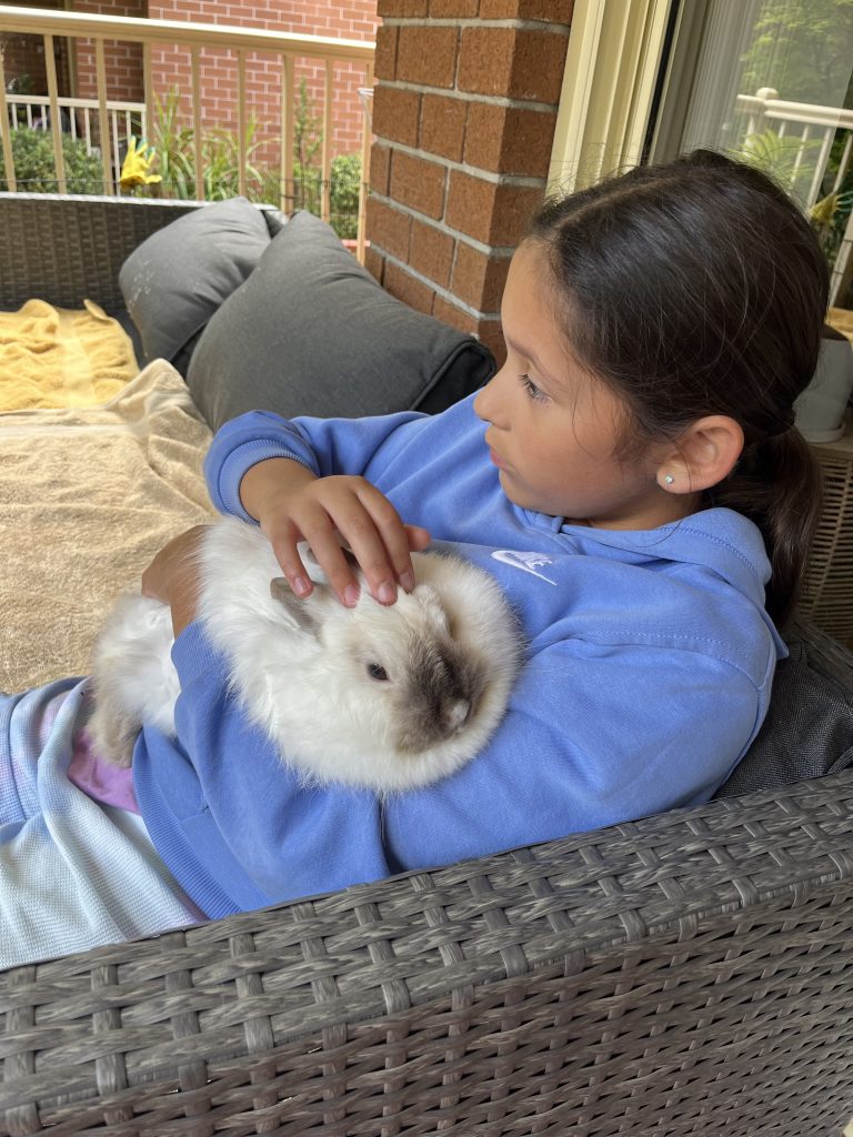 Rabbit - Hornsby - PetsForHomes